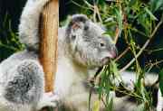 180px koala